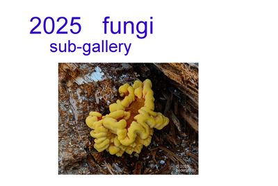 2025  fungi