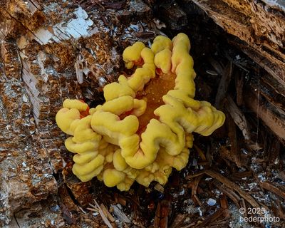 2025__fungi