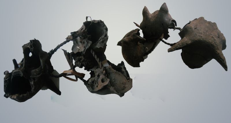 Object Figure 5 4_Animal skulls tied together as foundational objects of the house community as a cognate group.jpg