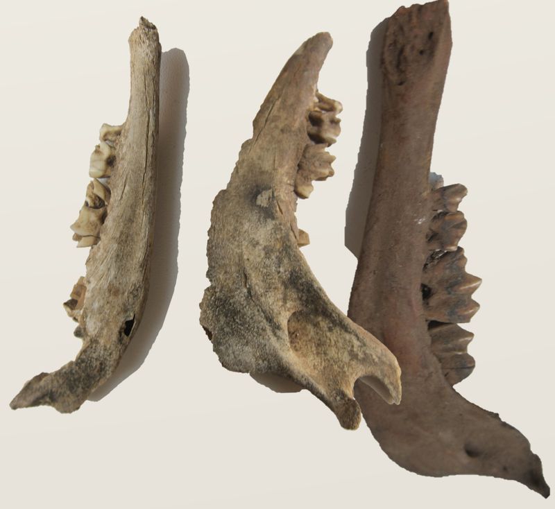 Object Fig_times .jpg
