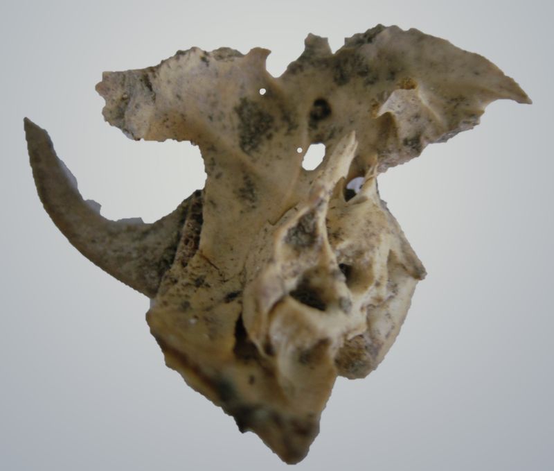 Object Figure 5 6_Hunted animal skull.jpg