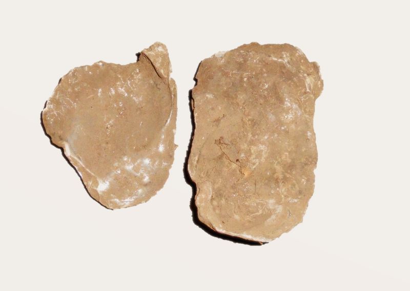 Object Figure 5 17_Two oysters shells as personification of ancestral authority.jpg