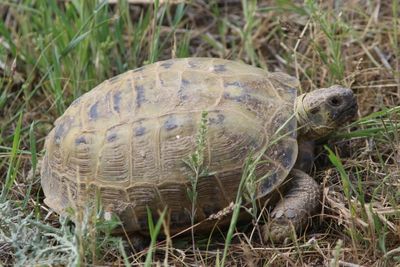 Vierteenlandschildpad - Russian tortoise - Testudo horsfieldii