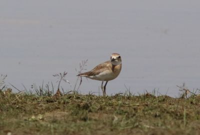 Tibetaanse plevier ssp atrifrons - Charadrius atrifrons ssp atrifrons