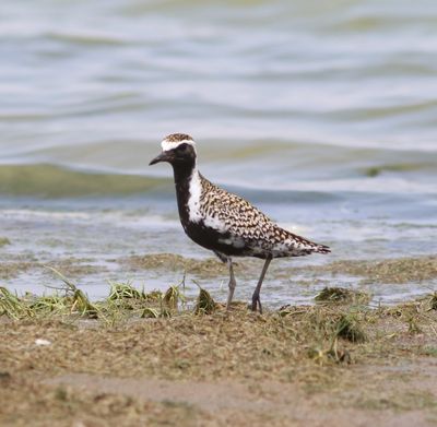 Aziatische goudplevier - Pacific golden plover - Pluvialis fulva