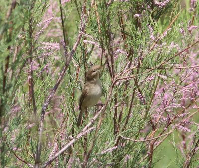 Sykes'spotvogel - Sykes's warbler - Iduna rama
