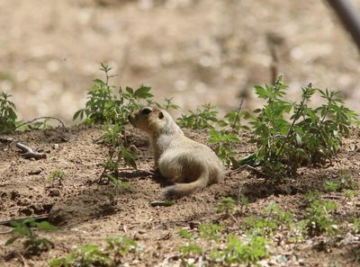 Gele grondeekhoorn - Yellow ground squirrel - Spermophilus fulvus