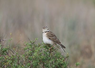 Kalanderleeuwerik - Melanocorypha calandra