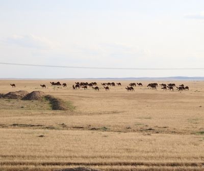 Kamelen op de steppe .