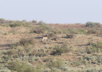 Kropgazelle - Goitered gazelle - Gazella subgutturosa