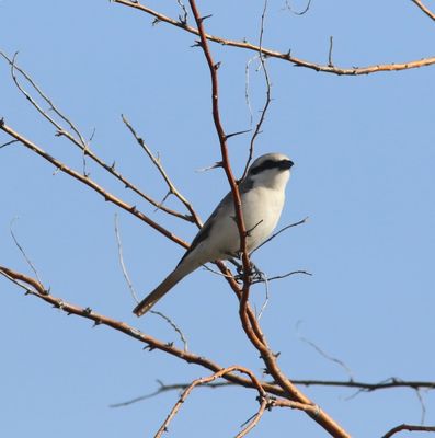 Steppeklapekster - Steppe grey shrike - Lanius excubitor pallidirostris