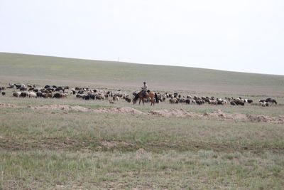 Cowboys of Kazachstan .