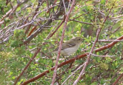 Humes bladkoning - Hume's leaf warbler- Phylloscopus humei