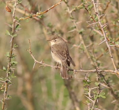 Kleine spotvogel - Booted warbler - Iduna caligata