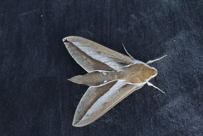  Seathorn hawk-moth - Hyles hippophaes