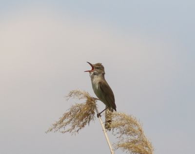 Grote karekiet - great reed warbler - Acrocephalus arundinaceus