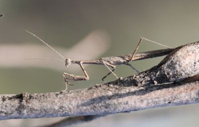 Bidsprinkhaan - Mantis -  Mantodea