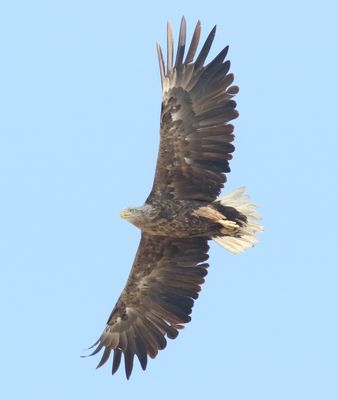 zeearend - White-tailed eagle - Haliaetus albicilla 