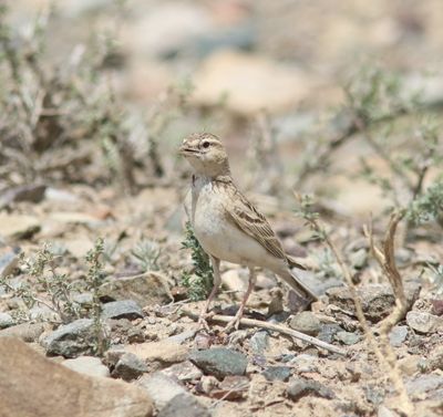 Kortteenleeuwerik - Greater short-toed lark  - Calandrella brachydactyla