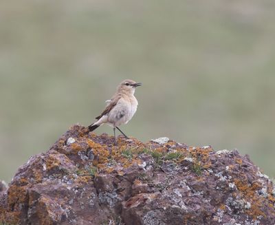 Izabeltapuit  - Isabelline wheatear - Oenanthe isabellina