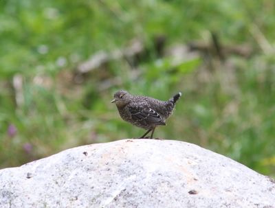 Zwarte waterspreeuw - Brown dipper - Cinclus pallasii