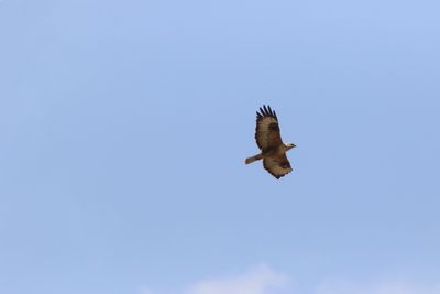 Steppebuizerd - Steppe Buzzard - Buteo buteo vulpinus