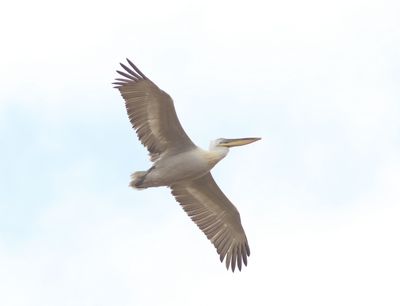 Kroeskoppelikaan - Dalmatian pelican - Pelecanus crispus