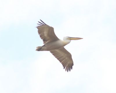 Kroeskoppelikaan - Dalmatian pelican - Pelecanus crispus
