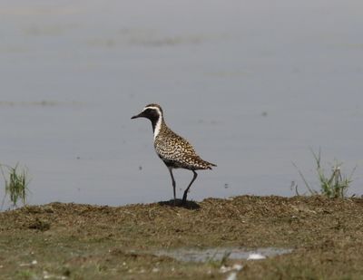 Aziatische goudplevier - Pacific golden plover - Pluvialis fulva