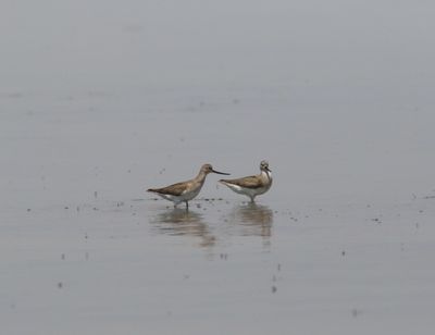 Terekruiter - Terek sandpiper - Xenus cinereus
