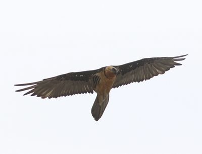 Lammergier - Bearded vulture - Gypaetus barbatus