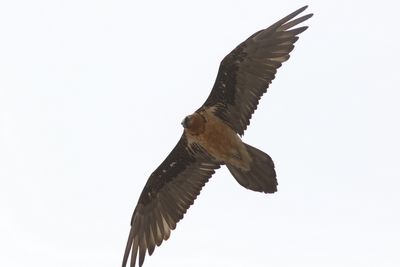 Lammergier - Bearded vulture - Gypaetus barbatus