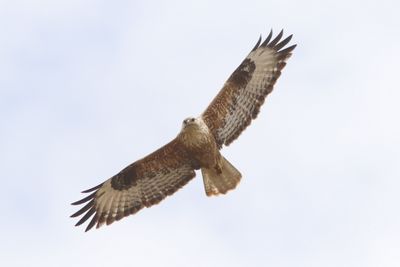 Arendbuizerd - long-legged buzzard - Buteo rufinus