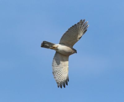 Shikra - Shikra - Accipiter badius