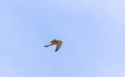 kleine torenvalk - lesser kestrel - Falco naumanni
