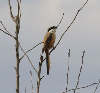 Langstaartklauwier - Long-tailed shrike - Lanius schach