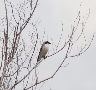 Kleine klapekster - Lesser grey shrike -  Lanius minor 