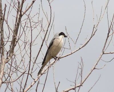 Kleine klapekster - Lesser grey shrike - Lanius minor