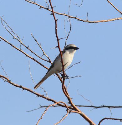 Steppeklapekster - Steppe Grey Shrike - Lanius pallidirostris