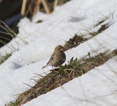 Hodgsons bergvink - Plain mountain finch - Leucosticte nemoricola