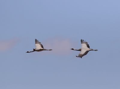 Jufferkraanvogel  - Demoiselle Crane  - Grus virgo