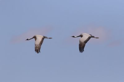 Jufferkraanvogel - Demoiselle Crane - Grus virgo