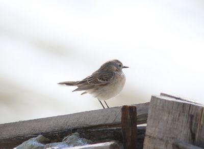 Waterpieper ssp blakistoni -  Anthus spinoletta blakistoni