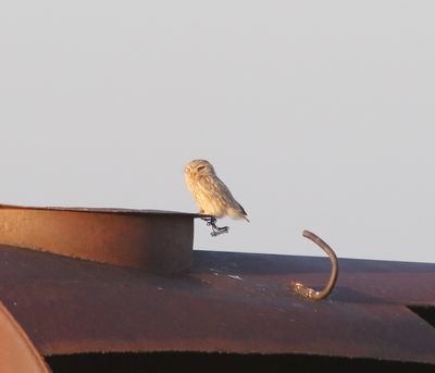 Steenuil - little owl - Athene noctua