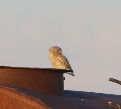 Steenuil - little owl - Athene noctua