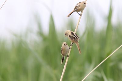 Baardman - Bearded titmouse - Panurus biarmicus