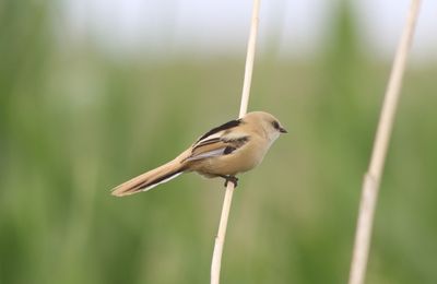 Baardman - Bearded titmouse - Panurus biarmicus