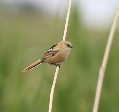 Baardman - Bearded titmouse - Panurus biarmicus