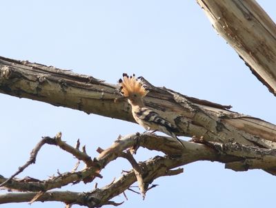 Hop - Eurasian hoopoe - Upupa epops