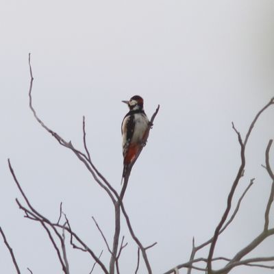 Witvleugelspecht - white-winged woodpecker - Dendrocopos leucopterus
